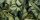 Paradyz Uniwersalne Inserto Szklane Leaf A 30x60 