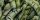 Paradyz Uniwersalne Inserto Szklane Leaf B 30x60